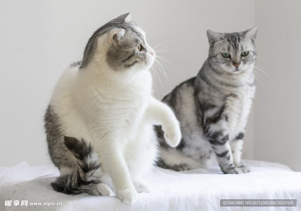 两只可爱猫咪坐于布上