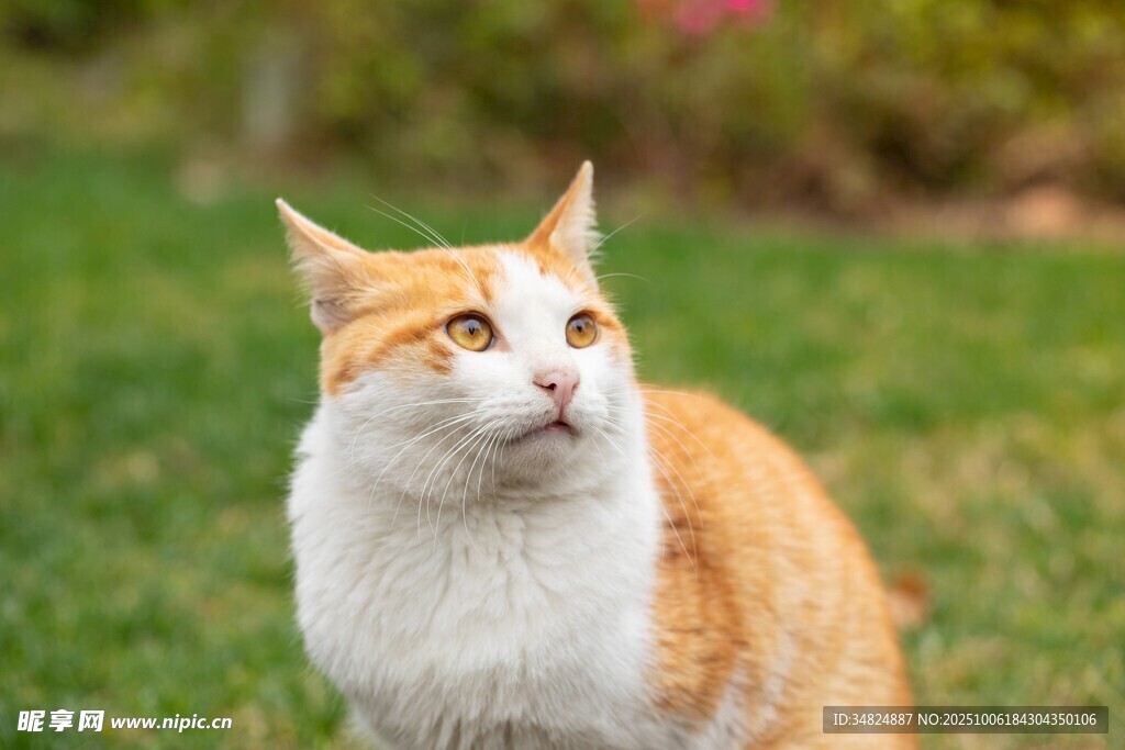 草地上的橙白相间猫咪