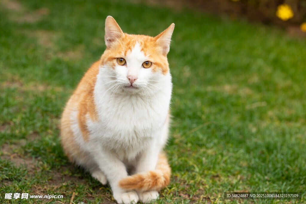 草地上的橙白相间猫咪