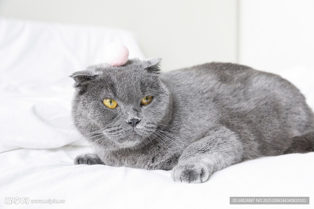 灰色猫咪慵懒趴于床上