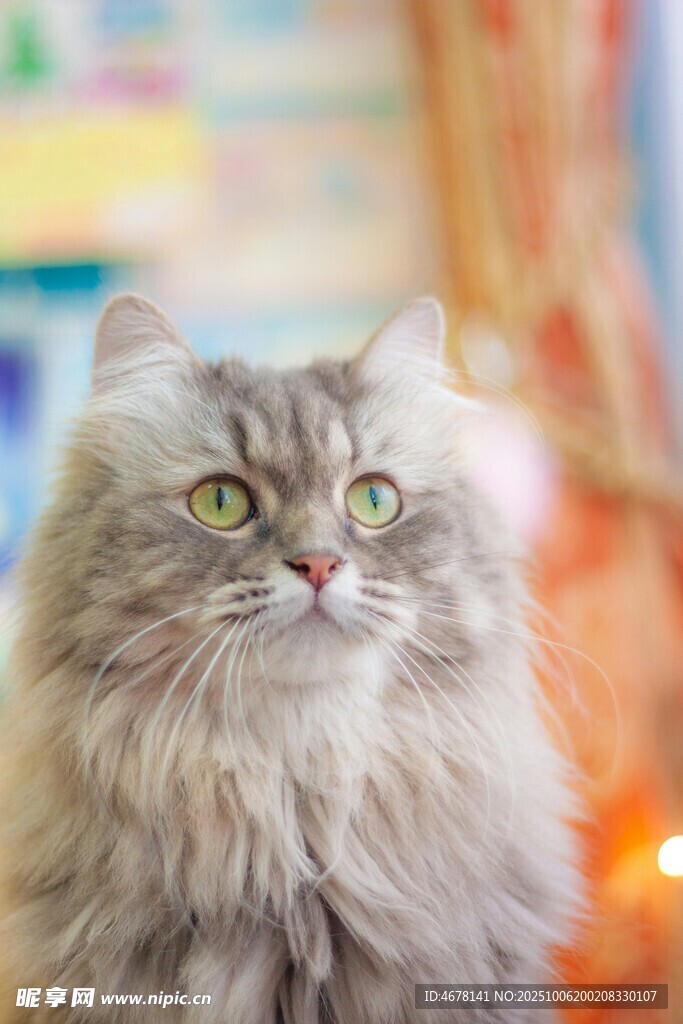 长毛猫咪凝视瞬间