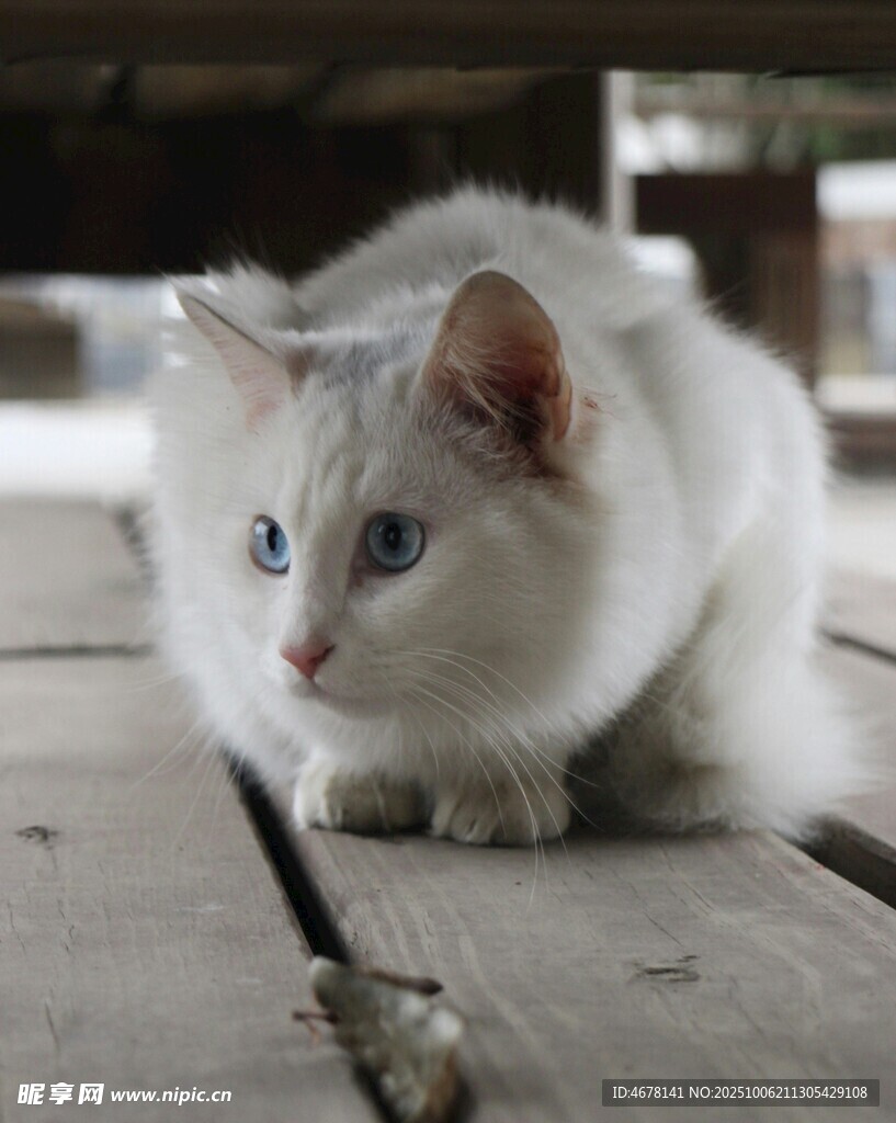 蓝眼白猫专注玩逗猫棒
