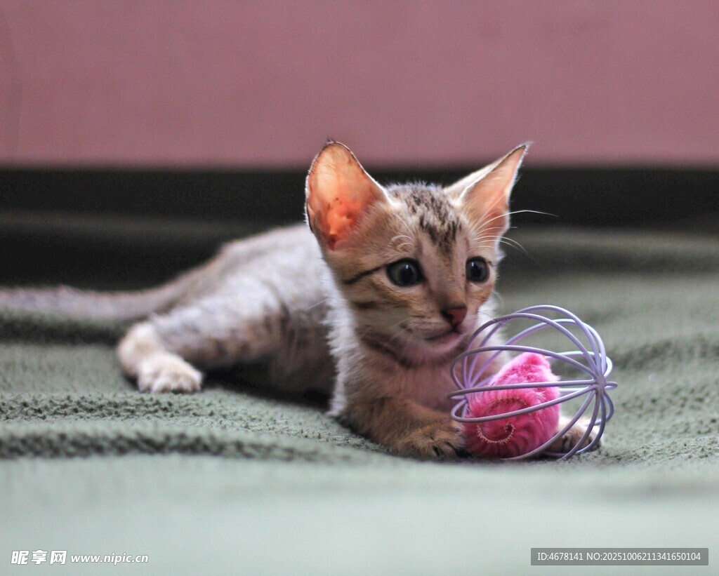 小猫玩彩色球