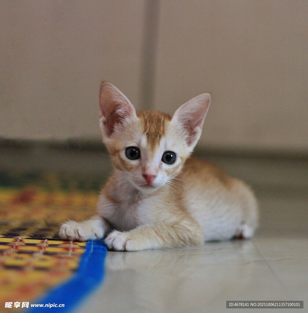 可爱小猫咪趴在地板上