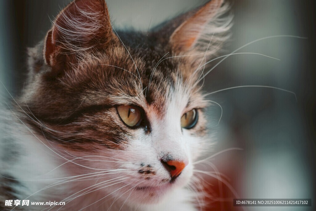 可爱三色猫咪特写