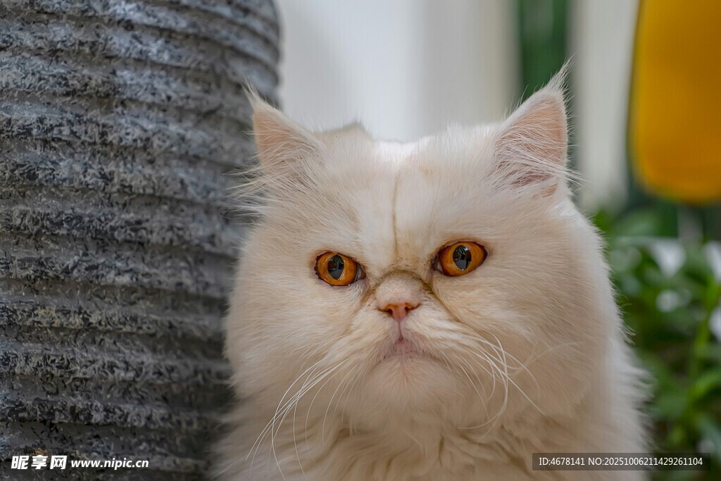 可爱波斯猫特写