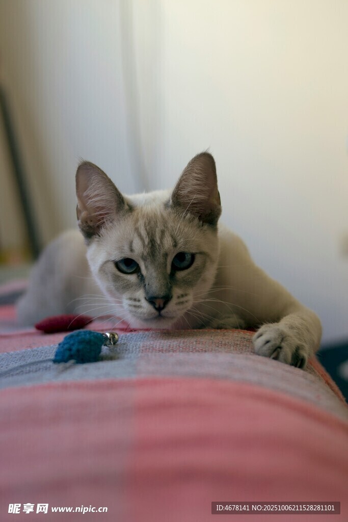 床上趴着的可爱小猫咪