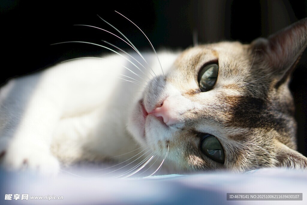 慵懒猫咪惬意躺卧