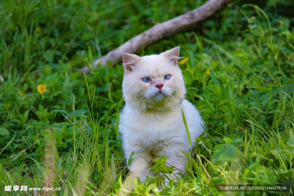 草地上的可爱白色猫咪