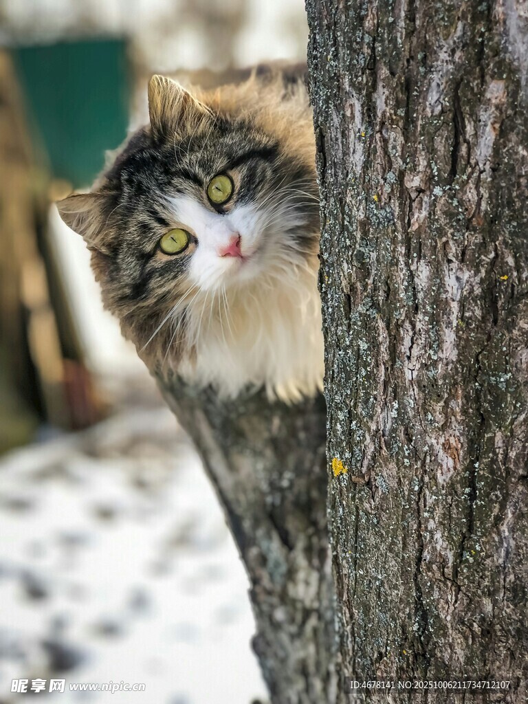 猫咪躲树后好奇张望
