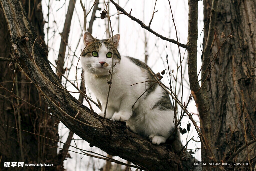 树上的猫咪