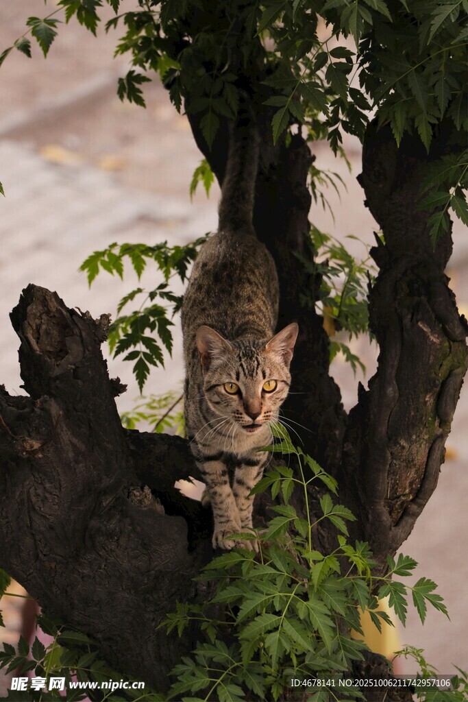 树干上栖息的猫头鹰