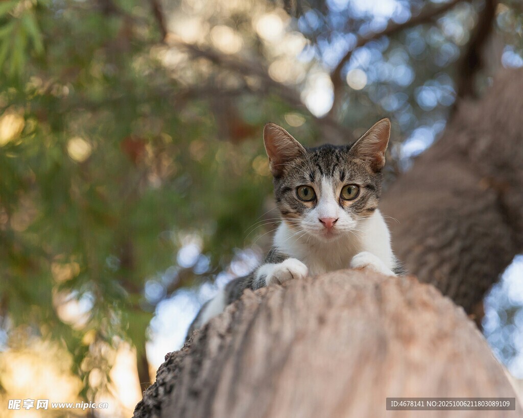 树干上的可爱猫咪