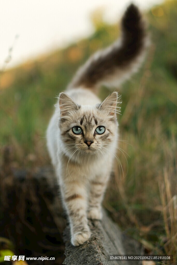 可爱小猫在石上行走