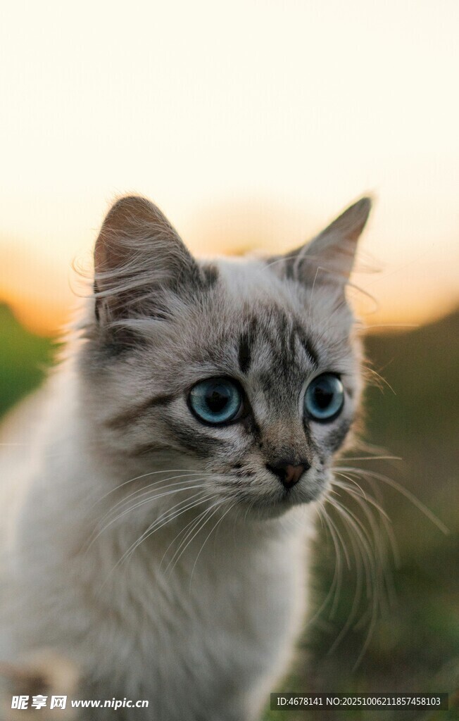 蓝眼萌猫于黄昏草地