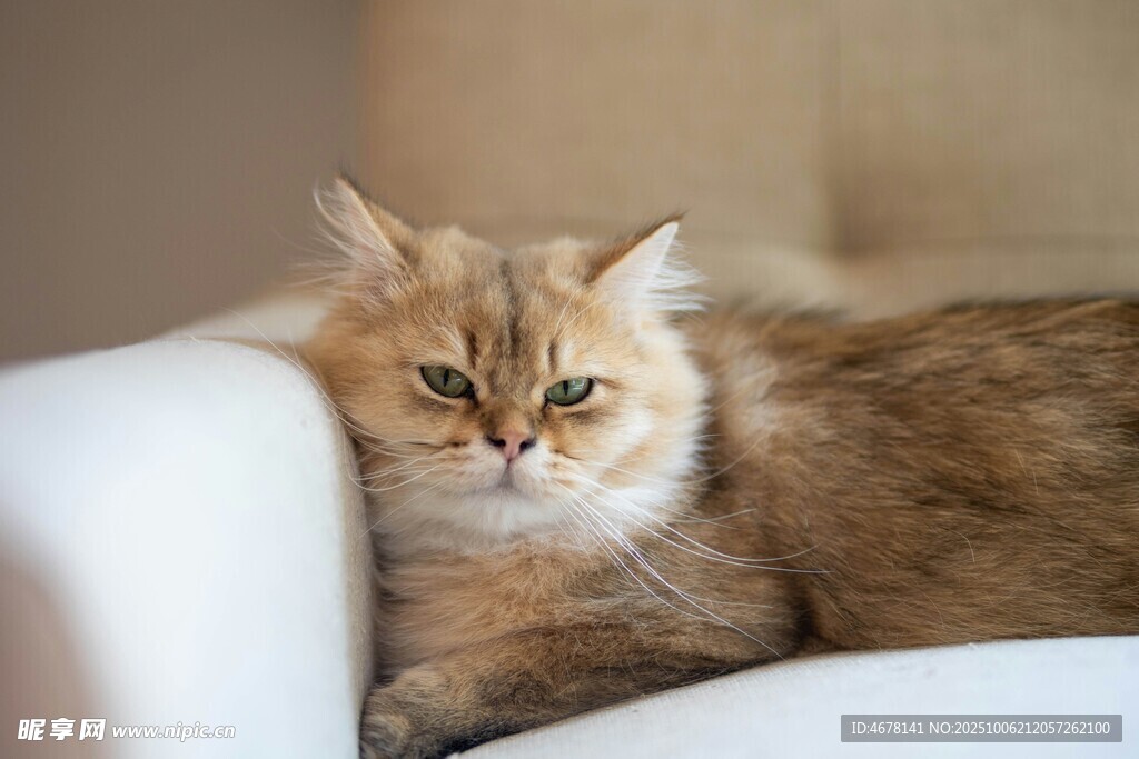 慵懒猫咪惬意躺沙发