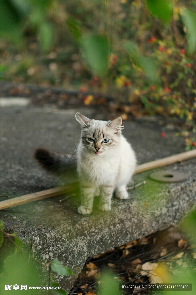 可爱小猫于石上的瞬间