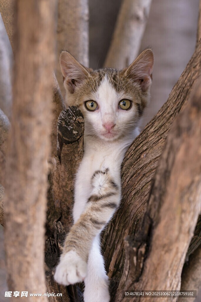 小猫躲在树干间好奇张望