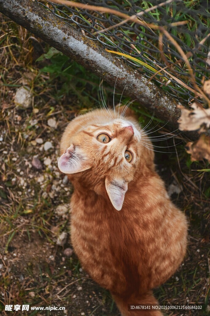 仰头的橘猫