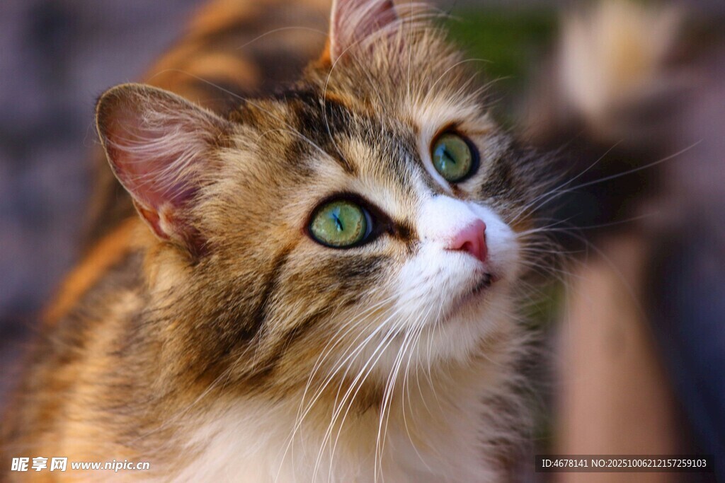 可爱猫咪仰头凝视