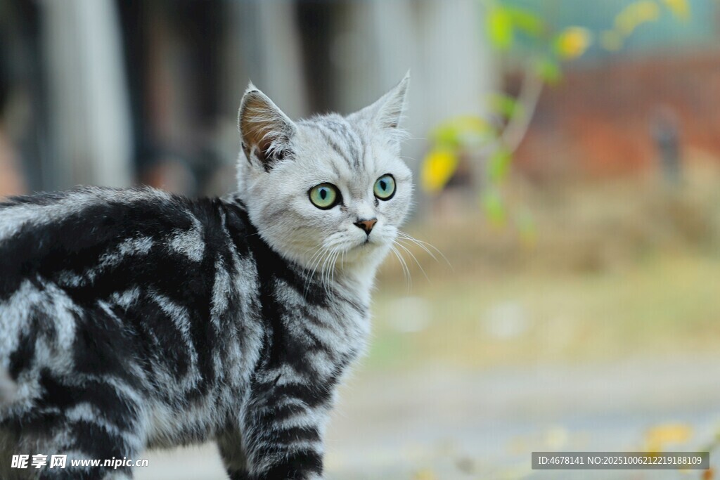 可爱斑纹小猫户外凝视