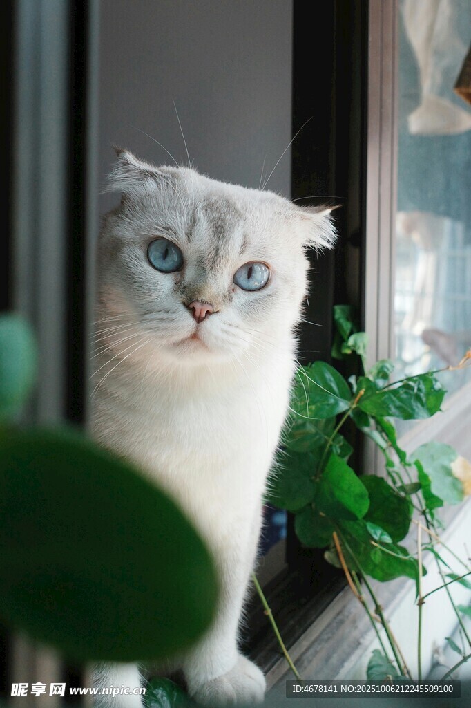 窗边萌猫与绿植相伴