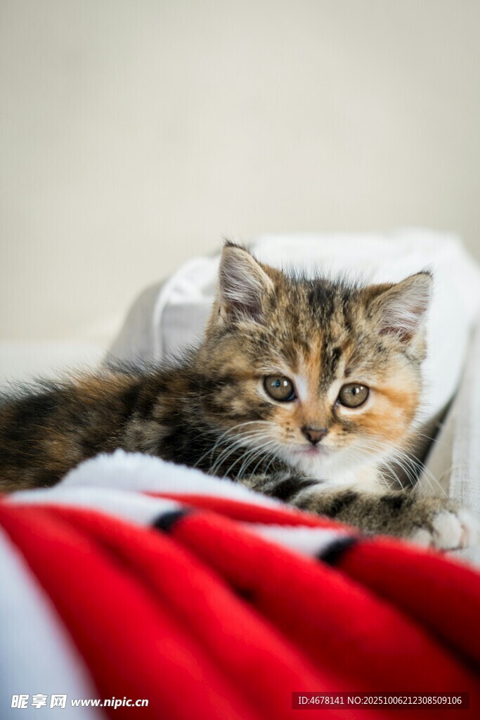 可爱小猫躺卧彩色毯子上