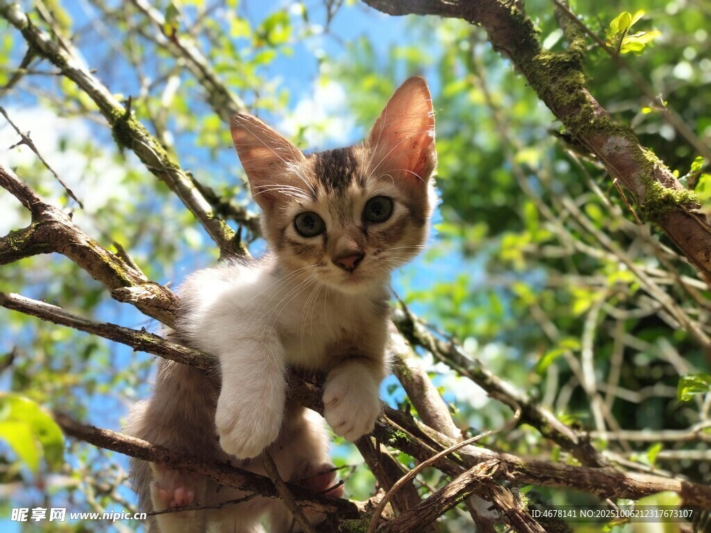 树枝上的可爱小猫咪