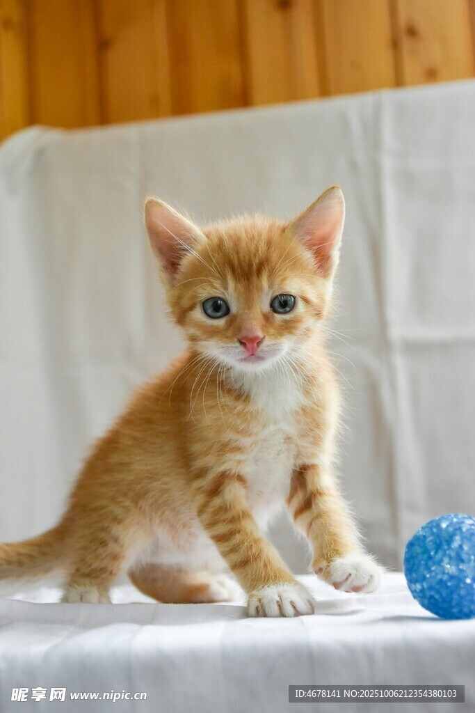 可爱橘猫与蓝色球相伴