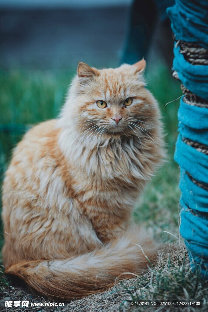 橘色长毛猫蹲坐姿态
