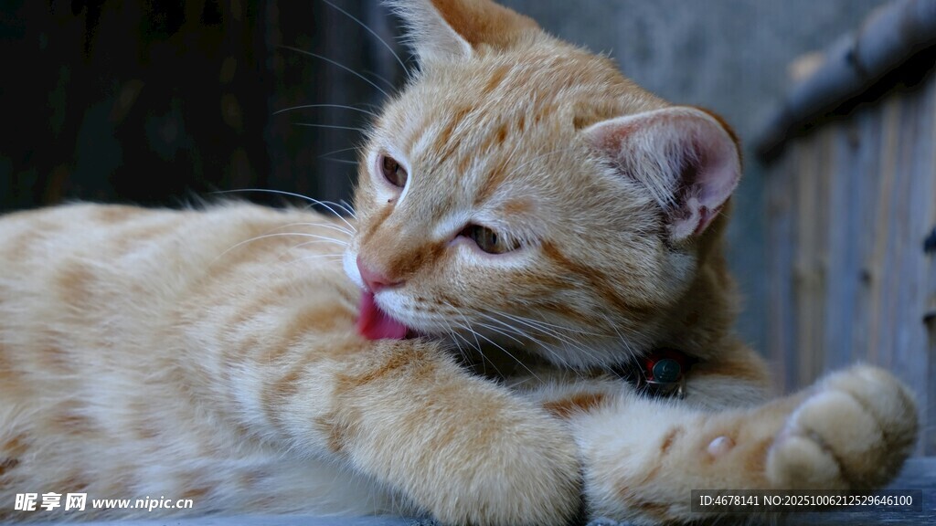 橘猫惬意舔毛瞬间