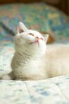 仰头的可爱白色猫咪