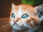 蓝眼萌猫特写