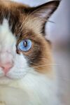 蓝眼布偶猫特写