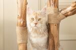 缅因猫立于猫爬架上