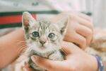 可爱小猫被温柔捧在手中