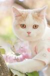 穿花衣的可爱小猫咪