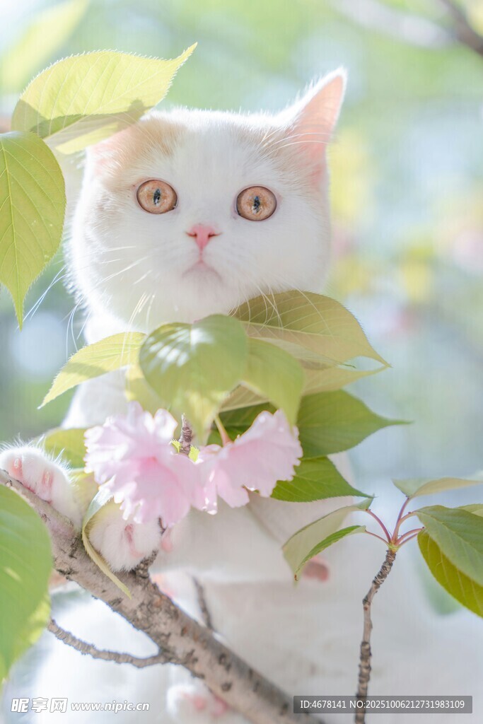 猫咪赏樱图