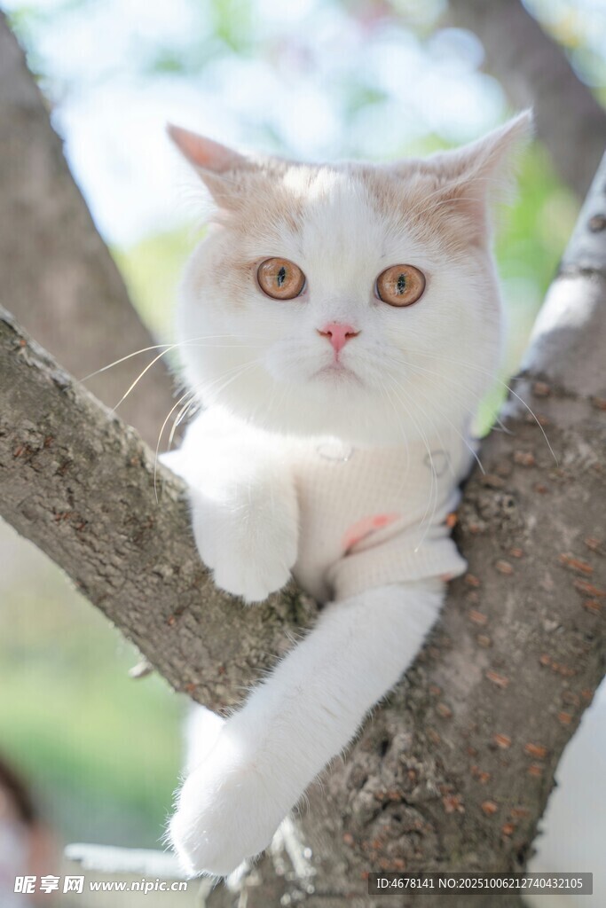 树上可爱猫咪俏皮模样
