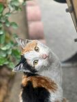 仰头好奇的三色猫咪