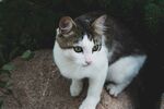 可爱猫咪静卧岩石