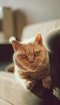 沙发上的橘猫