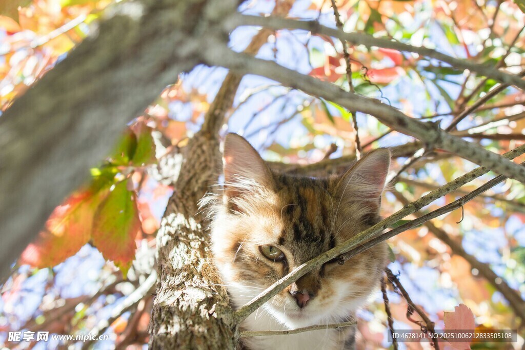 树上猫咪赏秋景