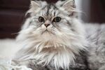 长毛猫咪的优雅瞬间