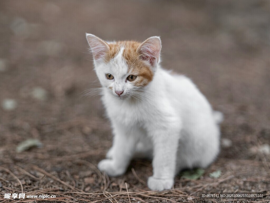 可爱小奶猫蹲坐地面