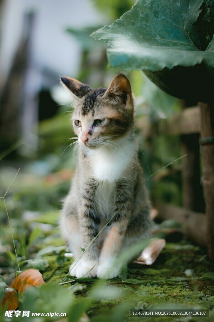 绿荫下的可爱小花猫