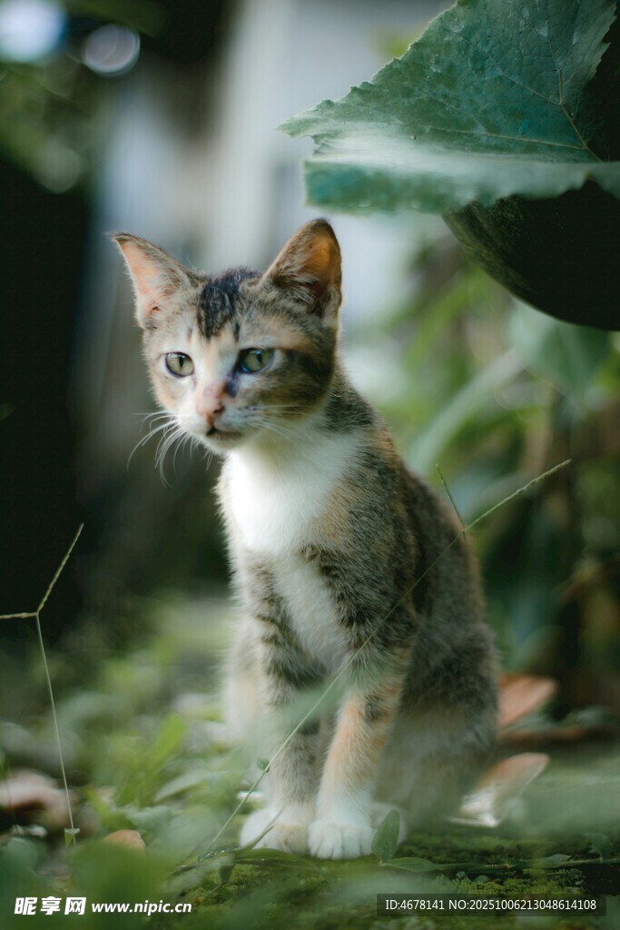 草丛中的可爱小猫咪