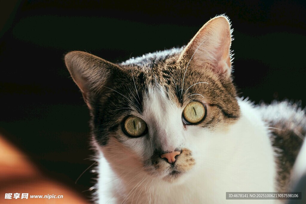 可爱三色猫的特写瞬间