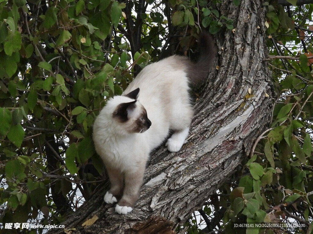 树上的布偶猫