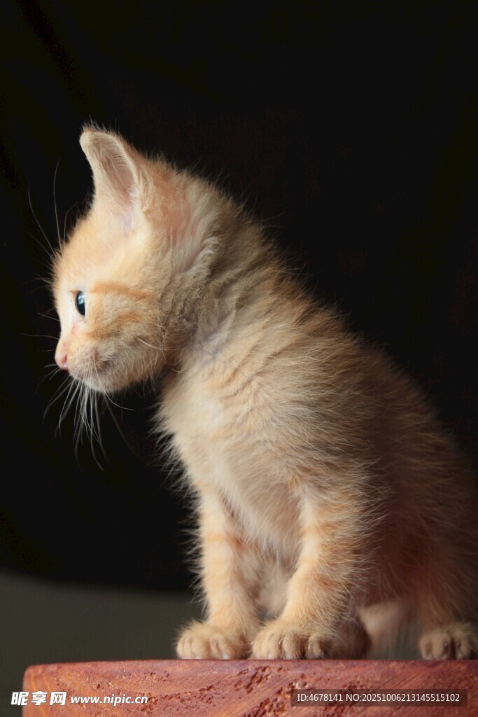 可爱小猫咪站立在木台上
